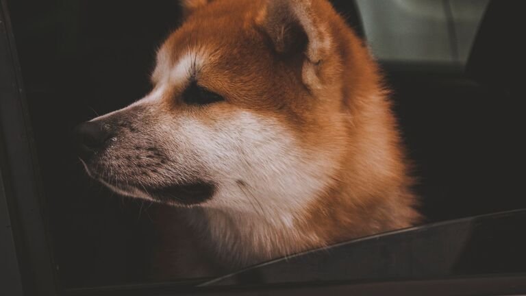Perro asomado a la ventanilla de un coche, listo para viajar con su familia durante la mudanza
